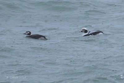 IJseend - Long-tailed Duck