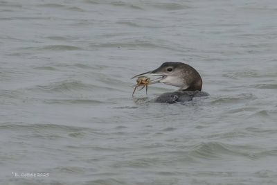 IJsduiker - Great northern diver - Gavia immer
