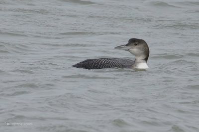 IJsduiker - Great Northern Loon