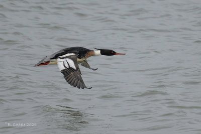 Middelste Zaagbek - Red-breasted Merganser