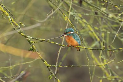 IJsvogel - Common kingfisher - Alcedo atthis