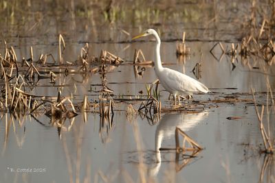 Grote zilverreiger - Great egret - Ardea alba