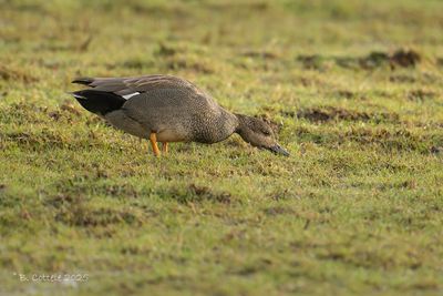 Krakeend - Gadwall - Mareca strepera
