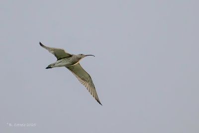 Wulp - Eurasian curlew - Numenius arquata