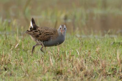Waterral - Water rail - Rallus aquaticus