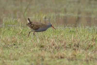 Waterral - Water rail - Rallus aquaticus