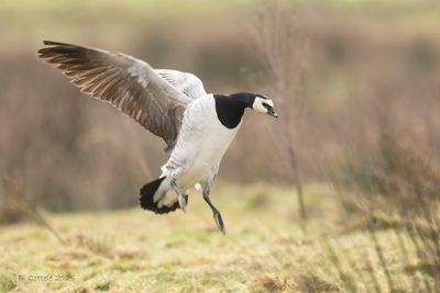 Brandgans - Barnacle goose - Branta leucopsis