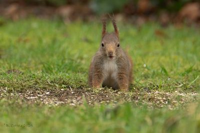 Europese rode eekhoorn - Eurasian red squirrel - Sciurus vulgaris