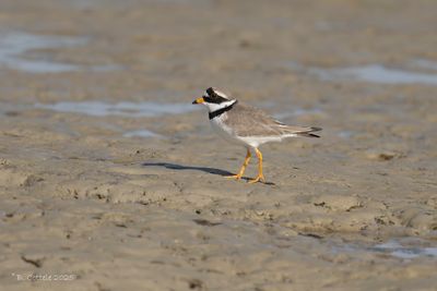 Bontbekplevier - Common Ringed Plover