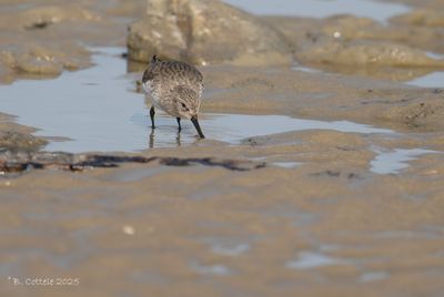 Bonte Strandloper - Dunlin