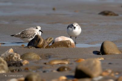 Drieteenstrandloper - Sanderling - Calidris alba