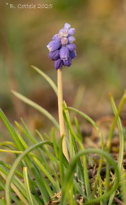Langbladige druifhyacint - Muscari armeniacum