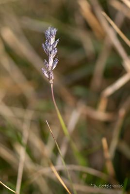 Blauwgras - Sesleria albicans