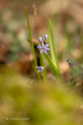 Vroege sterhyacint - Alpine squill - Scilia bifolia