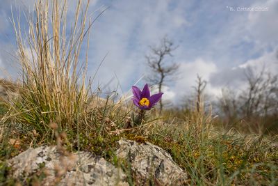 Wildemanskruid - Pasqueflower - Pulsatilla vulgaris