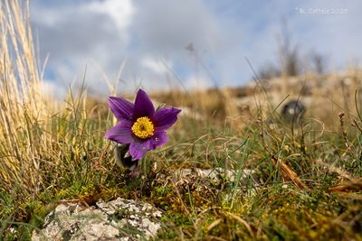 Wildemanskruid - Pasqueflower - Pulsatilla vulgaris