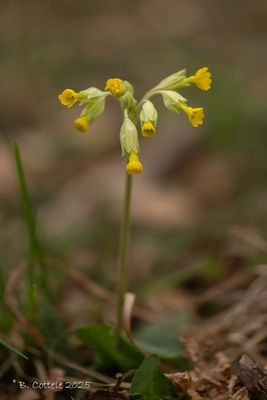 Gulden sleutelbloem - Cowslip - Primula veris