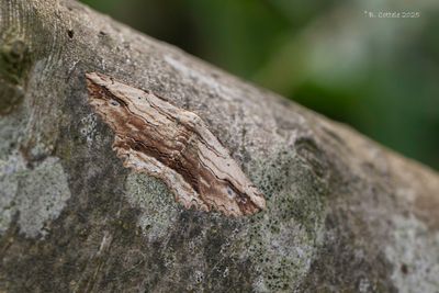 Zwartvlekspikkelspanner - Waved umber - Menophra abruptaria
