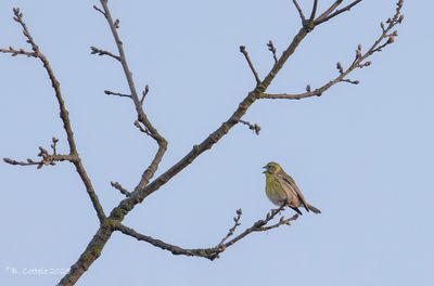 Europese kanarie - European serin