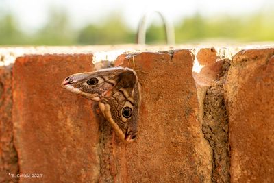 Nachtpauwogen / Saturniidae