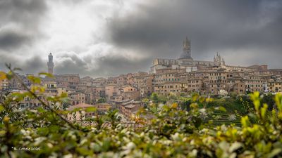 Siena