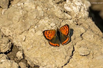 Kleine vuurvlinder - Small copper - Lycaena phlaeas