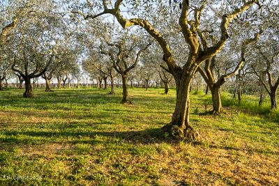 Olijfgaard - Olive grove
