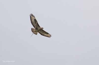Buizerd - Common Buzzard