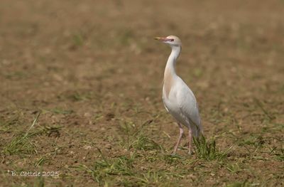 Koereiger - Cattle Egret