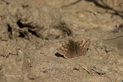 Dikkopjes / Hesperiidae