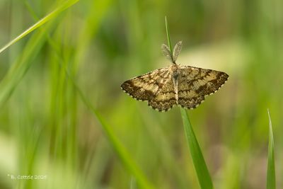 Spanners / Geometridae