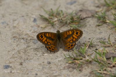 Vossen / Nymphalidae