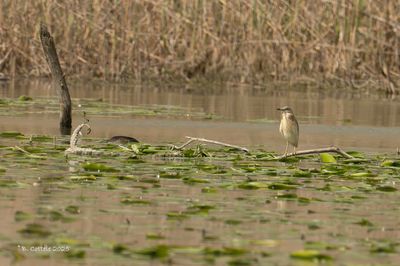 Ralreiger - Squacco Heron