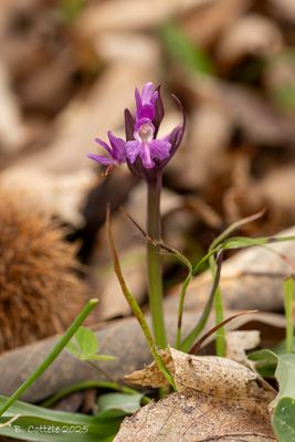 Romeins handekenskruid - Roman dactylorhiza - Dactylorhiza romana