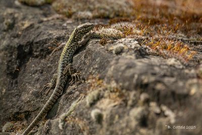 Reptiles - Amphibians