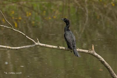 Dwergaalscholver - Pygmy cormorant - Microcarbo pygmaeus