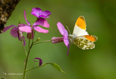 Witjes / Pieridae