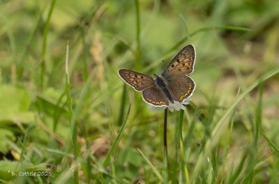 Blauwtjes, Kleine Pages en Vuurvlinders / Lycaenidae