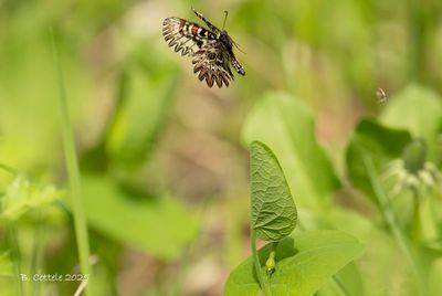 Grote Pages / Papilionidae