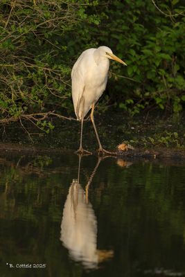 Grote zilverreiger - Great egret - Ardea alba