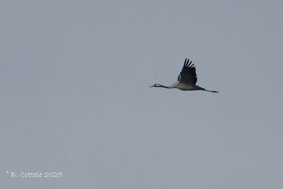 Kraanvogel - Common crane - Grus grus