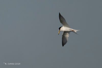 Dwergstern - Little Tern