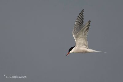 Visdief - Common tern - Sterna hirundo