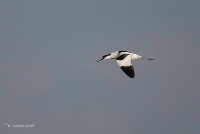 Kluut - Pied Avocet