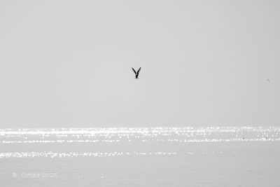Terns