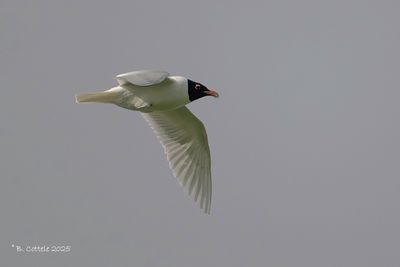 Gulls