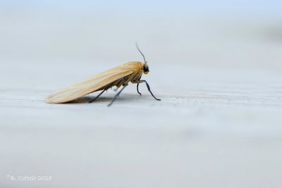 Spinneruilen / Erebidae