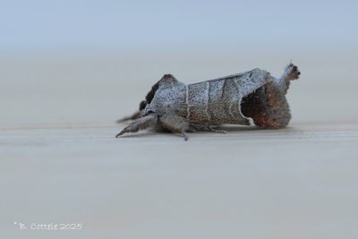 Tandvlinders / Notodontidae