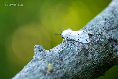 Spinneruilen / Erebidae