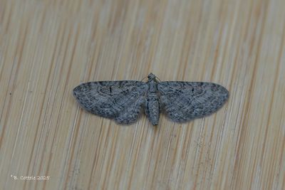 Spanners / Geometridae